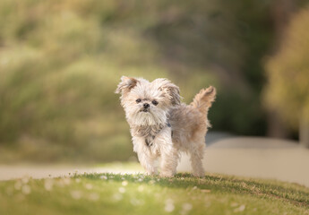 Mi-ki, yorkie, terrier mix on grass hill with daisies
