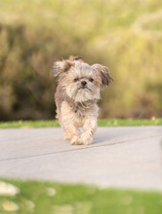 Mi-ki, yorkie, terrier mix on sidewalk