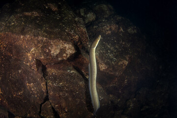 European eel is hiding at the bottom.  A fish that looks like a snake. Ell is looking for food on the bottom during the night dive.
