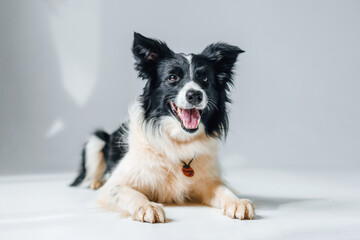 black white husky lying white background