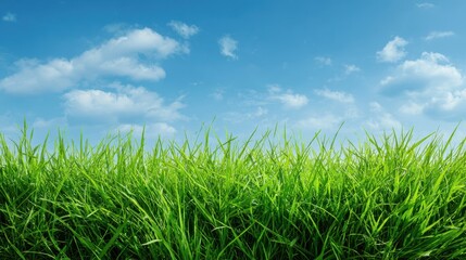 High quality photo of green Grass Texture with Blang Copyspace Against Blue Sky.