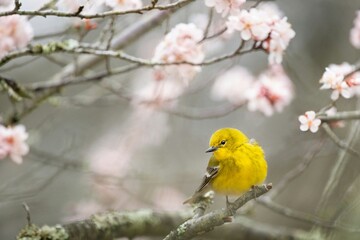 A small yellow bird, like a goldfinch, perched on a blooming cherry blossom branch.