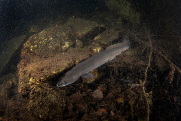 European eel is hiding at the bottom.  A fish that looks like a snake. Ell is looking for food on the bottom during the night dive.
