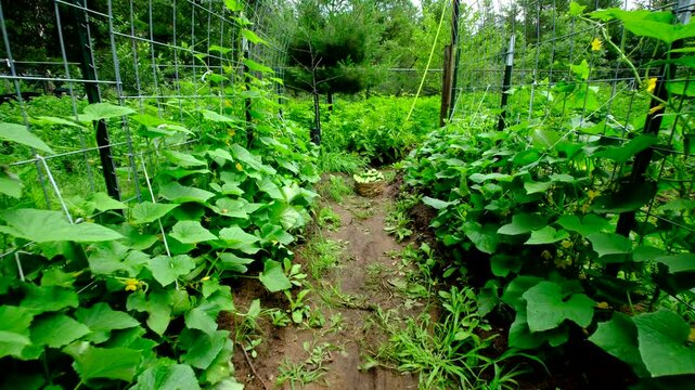 Trellis made into arch shaped full of blooming cucumber plants and its vines climbing or tangling to it while moving camera toward basket full of freshly harvested gherkins