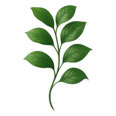 Obraz premium A delicate green branch with multiple oval shaped leaves and a curved stem isolated on transparent background