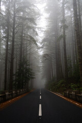Obraz premium Foggy road with markings with tall trees