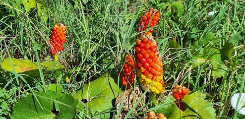 Red berries of the exotic plant arum italicum or arisaema grow in a clearing. Panorama.