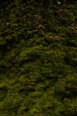 Close-up of dense green moss on forest wall Vertical