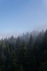 Misty pine forest under blue sky Vertical