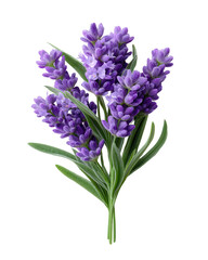 Obraz premium Bunch of Fresh Lavender Flowers Isolated on White Background