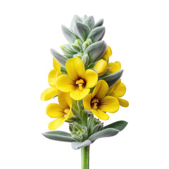 Obraz premium Eremophila Nivea: Striking Yellow Flower Isolated on White