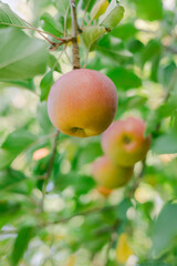 Apples hanging from branches in a lush orchard on a sunny day