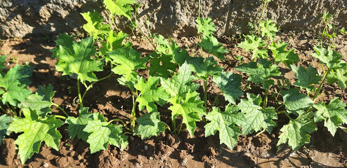 The plant luffa acutangula or luffa aegyptiaca grows in a vegetable garden. Panorama.