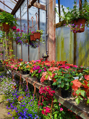 Rusted metal shelves and hanging pots overflow with colorful flowers bathed in warm sunlight