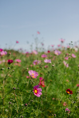 Wildflowers bloom across a sunny field during spring, creating a vibrant natural landscape in full color