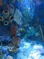coral reef in the sea in the aquarium