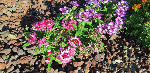 A verbena bush with multi-colored flowers grows in a flowerbed with decorative granules. Panorama.