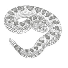 Eastern Diamondback Rattlesnake - Crotalus adamanteus. Graceful python snake sketch reveals intricate scales on white background. Wildlife illustration concept