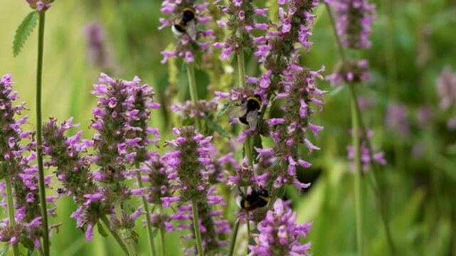 Bumblebees on Pink Wildflowers. Bumblebees gather pollen on blooming pink wildflowers in summer. A lively moment of pollination and natural activity.