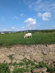 Fototapeta premium Sheep in the field