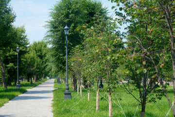 Straight paved alley runs between neatly aligned lampposts and young trees in a verdant summer city park, inviting visitors for peaceful walks and moments of relaxation. Photo