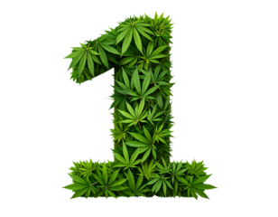 Number 1 Made from Fresh Cannabis Leaves in Natural Green Tones, isolated on transparent background