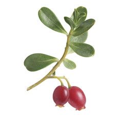 Cranberry Branch Isolated on White Background