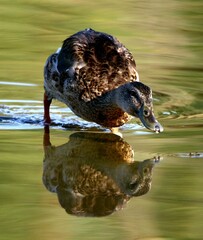 Mallard Duck Drinking in Pond 