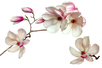 Magnolia flowers
