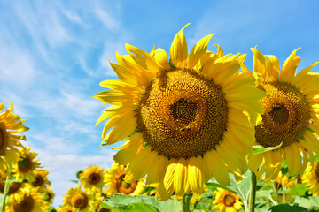 a close up of Sunflower on the field against a vibrant blue sky   