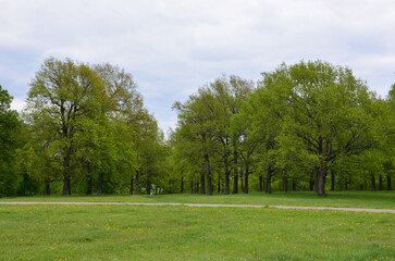 Lush green oak forest and grassy meadow under a cloudy sky