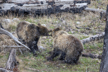 Grizzly Bear Sow and Cub Playing in a Snowstorm in Yellowstone National Park in Springtime