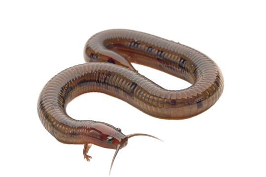 Earthworm closeup isolated clearly on transparent background