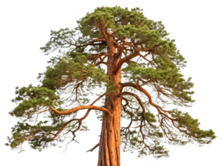 Ponderosa pine tree png pine tree png conifer tree png evergreen tree png forest tree png tall tree png transparent background image
