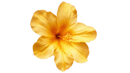 Obraz premium Single yellow flower with soft petals and natural green stem symbolizing beauty and freshness isolated on white background
