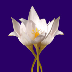 Blooming white crocuses on purple background. Ideal for seasonal design, botanical themes, eco-friendly packaging. Vector Not AI generated