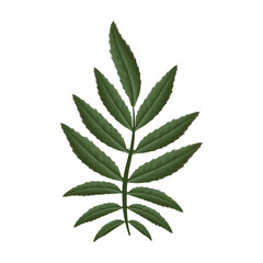  Marigold leaves on a white background. Illustration for design, cards, invitations. Vector Not AI generated