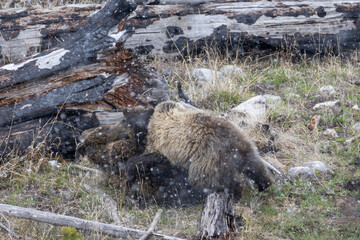 Grizzly Bear Sow and Cub Playing in a Snowstorm in Yellowstone National Park in Springtime