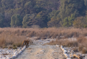 Female tigress (Panthera tigris) walking in the jungle of jim corbett forest.