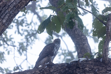 Crested Hawk-Eagle or Changeable Hawk-Eagle (Nisaetus cirrhatus) peching on tree branch at forest.