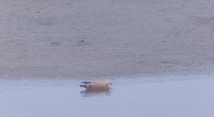 Fototapeta premium Ruddy Shelduck (Tadorna ferruginea) or Brahminy Duck floating in river.