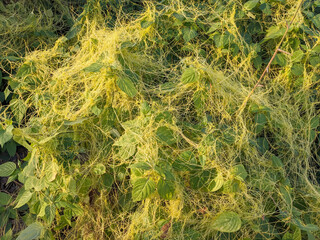 Dodder Parasitic Plant (Cuscuta) Overgrowing Host Plants