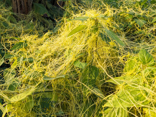 Dodder Parasitic Plant (Cuscuta) Overgrowing Host Plants