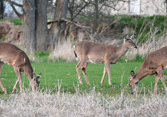 Three White-tailed Deer