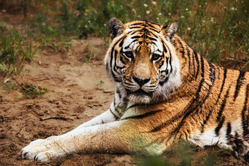 Obraz premium tiger in the wild