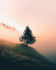 Obraz premium Serene landscape featuring a solitary tree on a hillside surrounded by mist during the early morning light