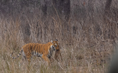 Female tigress (Panthera tigris) holding deer in her mouth after hunting at the forest of jim corbett.
