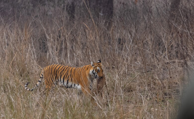 Female tigress (Panthera tigris) holding deer in her mouth after hunting at the forest of jim corbett.