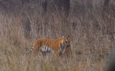 Female tigress (Panthera tigris) holding deer in her mouth after hunting at the forest of jim corbett.