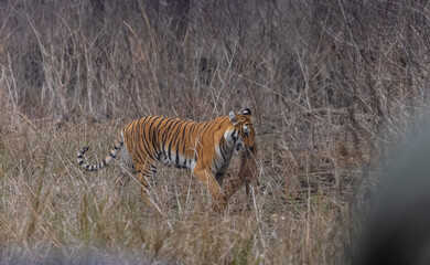 Female tigress (Panthera tigris) holding deer in her mouth after hunting at the forest of jim corbett.